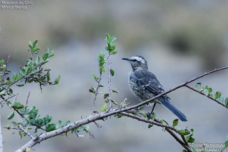 Chilean Mockingbird