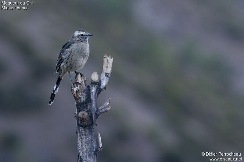 Chilean Mockingbird