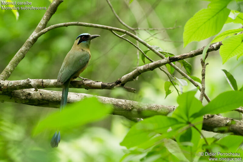 Motmot caraïbe