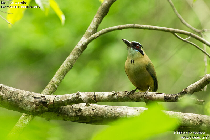 Motmot caraïbe