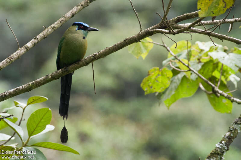 Andean Motmotadult, habitat