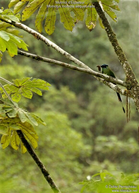 Andean Motmotadult