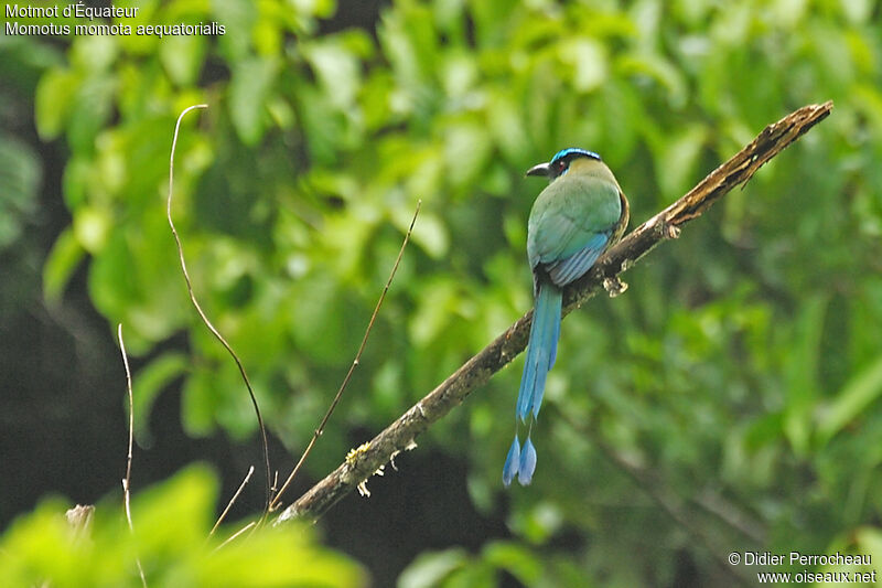 Andean Motmot