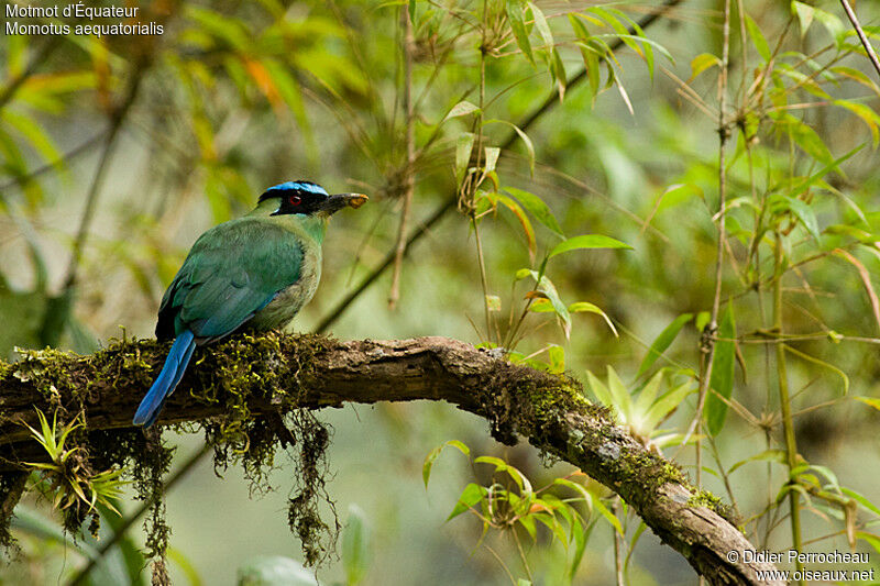 Andean Motmot