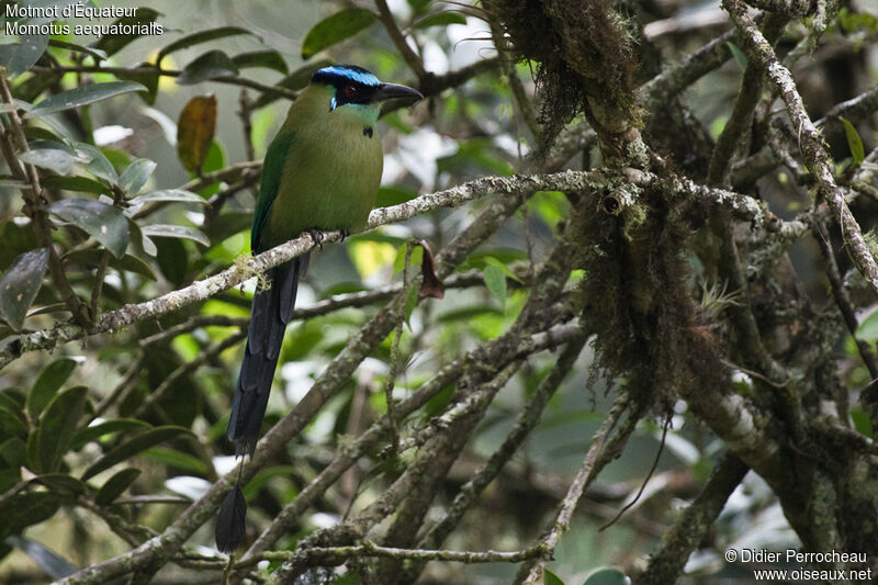 Andean Motmot