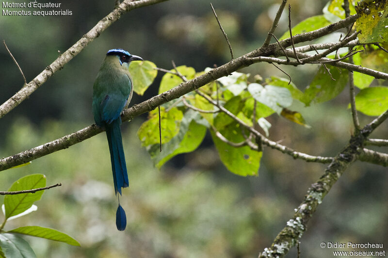 Andean Motmot