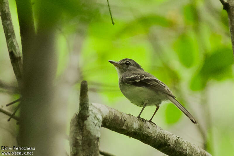 Grey-breasted Flycatcher