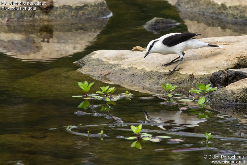 Moucherolle aquatique