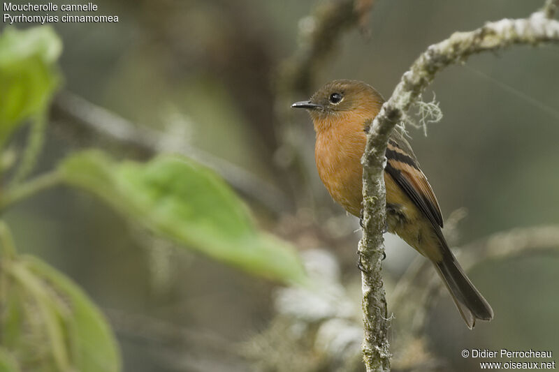 Cinnamon Flycatcher, identification