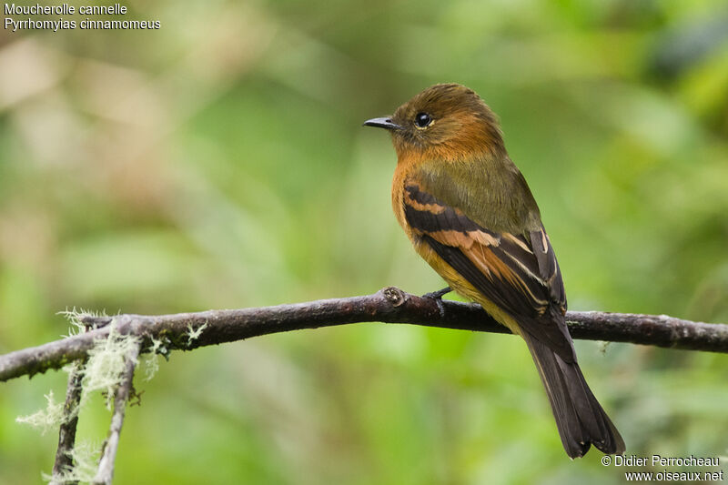 Cinnamon Flycatcher