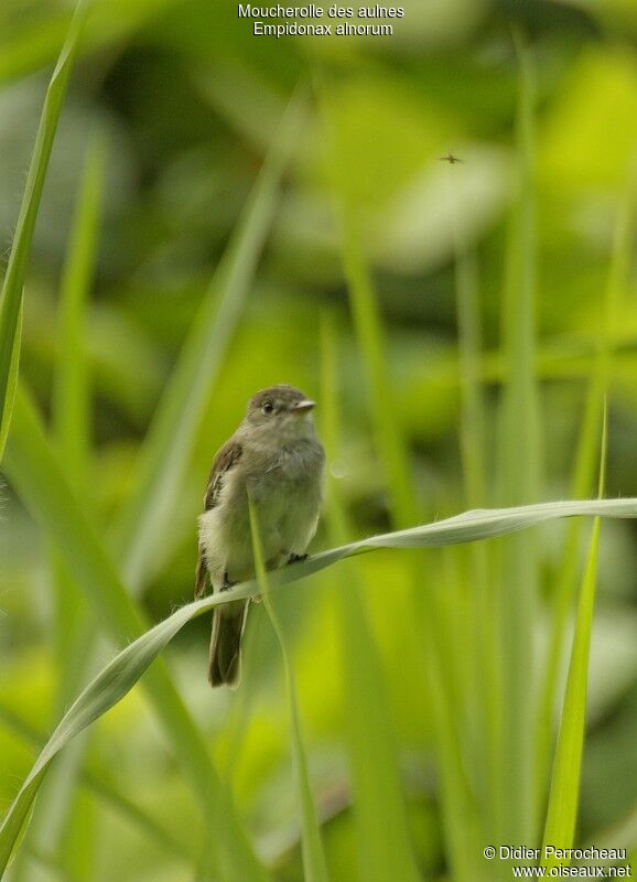 Alder Flycatcher