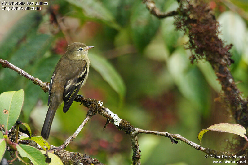 Alder Flycatcher