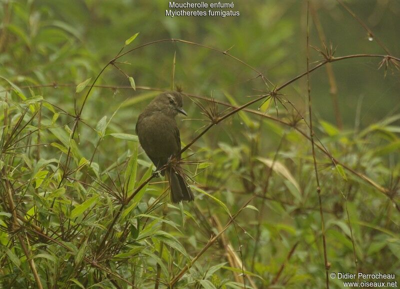 Smoky Bush Tyrant