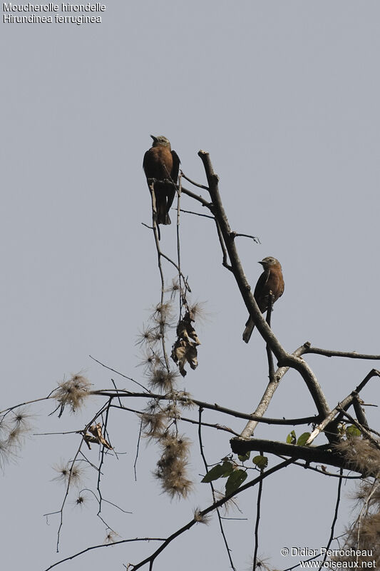 Cliff Flycatcher