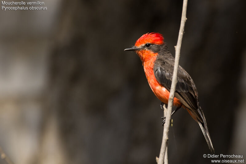 Vermilion Flycatcher