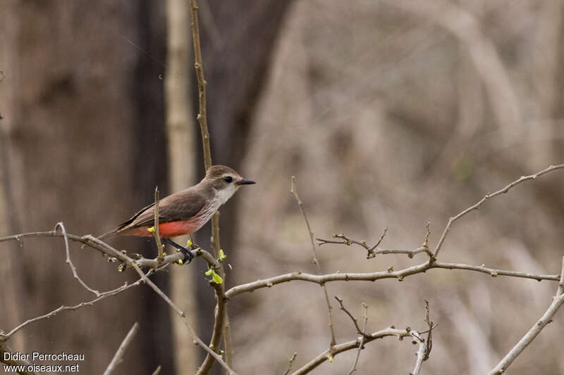 Vermilion Flycatcher female adult, identification