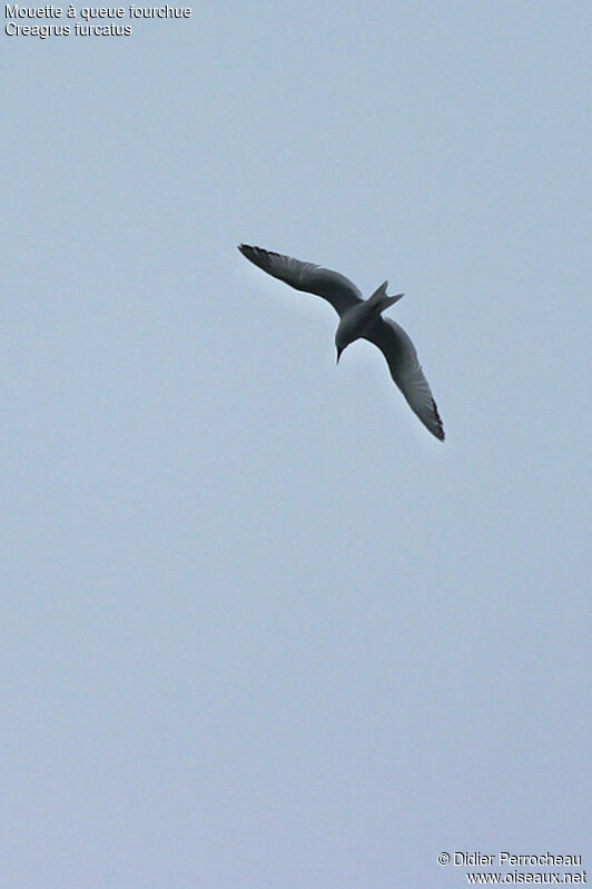 Mouette à queue fourchue