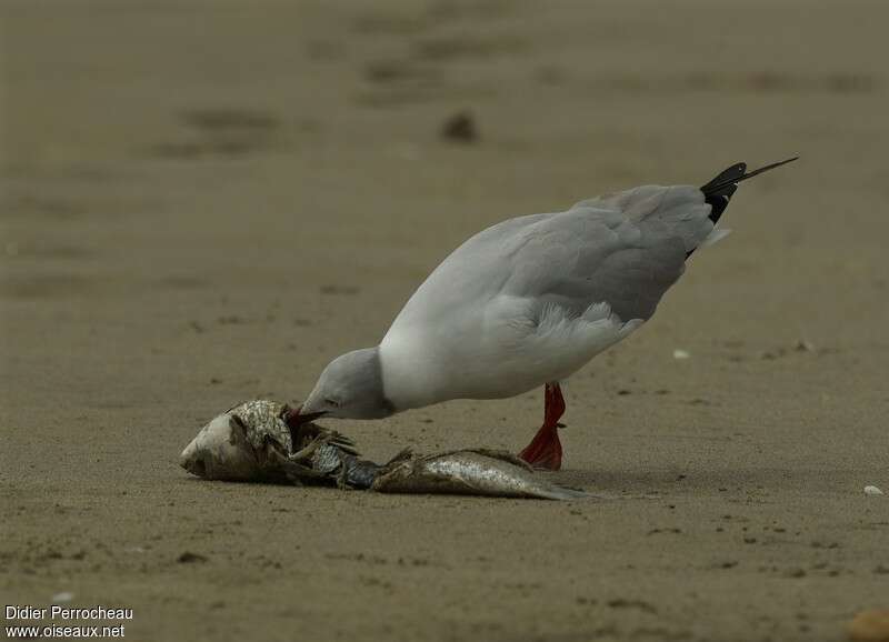 Mouette à tête griseadulte nuptial, régime, mange