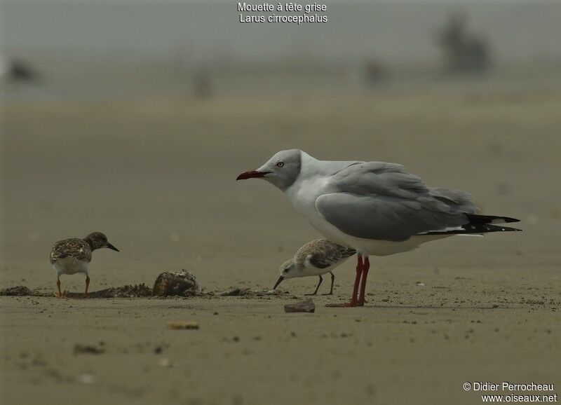 Grey-headed Gulladult breeding