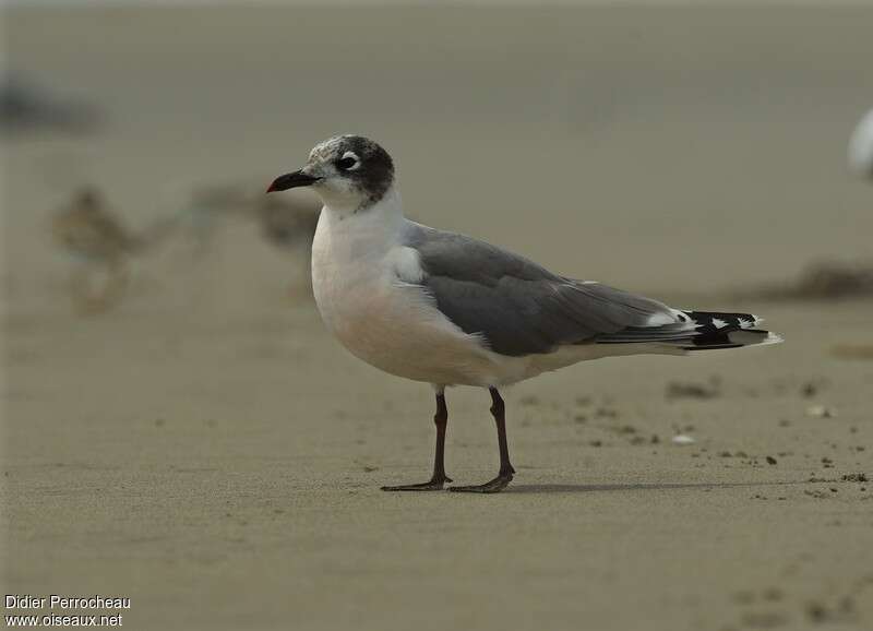 Mouette de Franklinadulte internuptial, identification