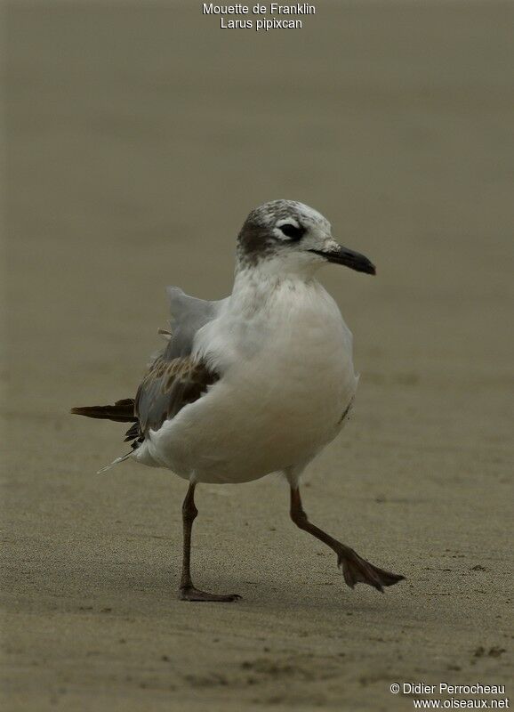 Franklin's GullSecond year