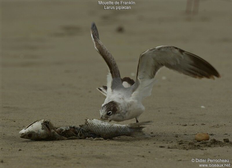 Mouette de Franklin1ère année