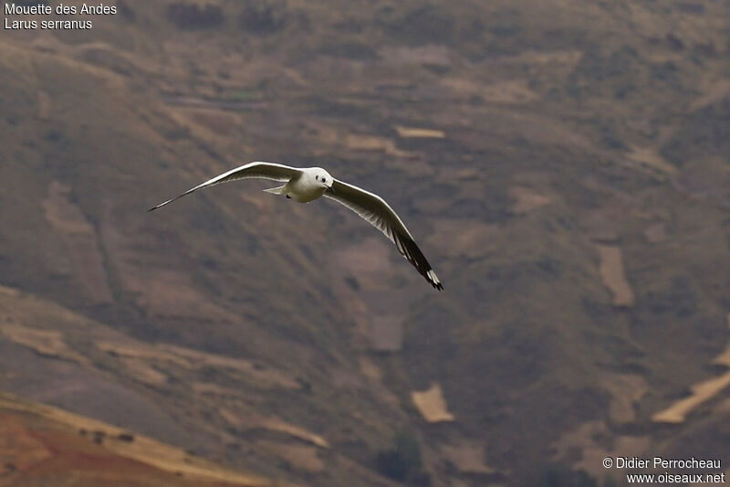 Andean Gulladult post breeding, Flight