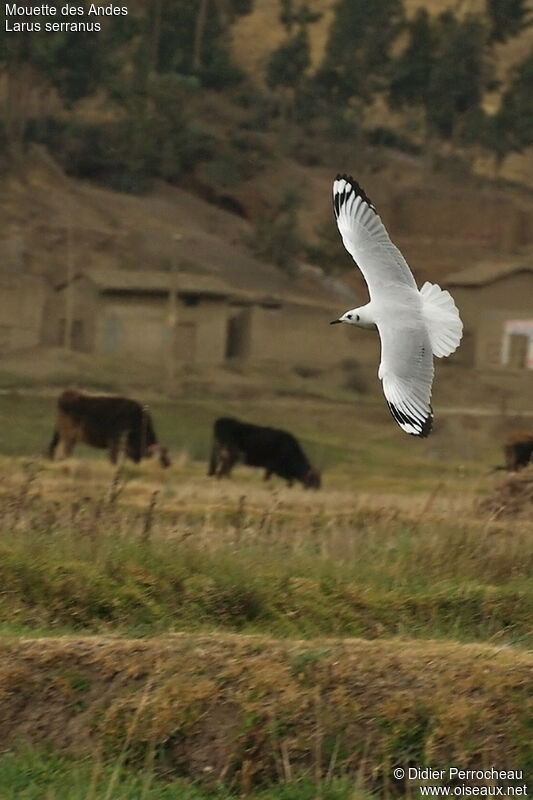 Mouette des Andesadulte internuptial, Vol