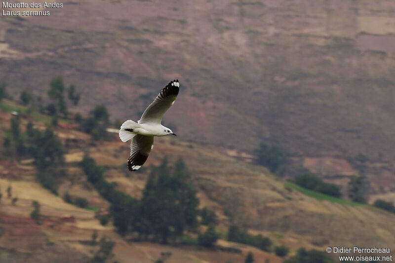 Mouette des Andesadulte internuptial, Vol