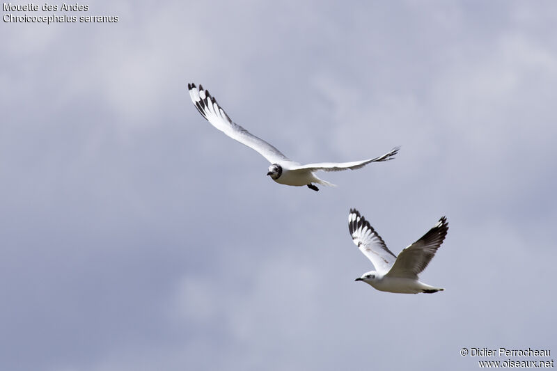 Andean Gull