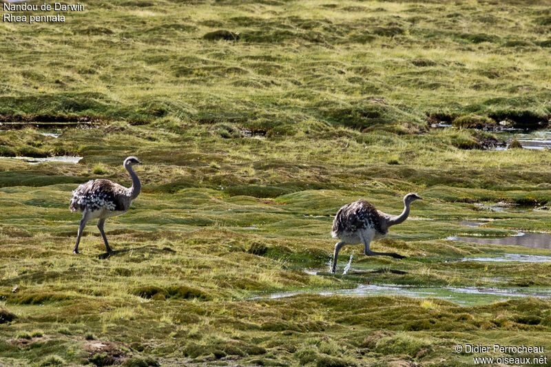 Lesser Rhea