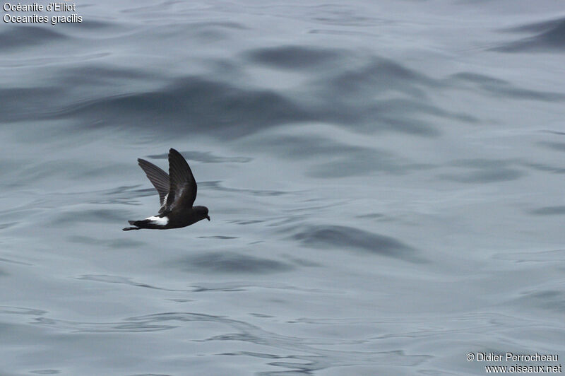 Elliot's Storm Petrel, Flight