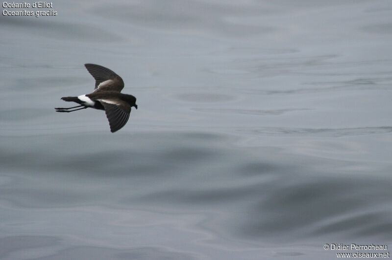 Elliot's Storm Petrel, Flight