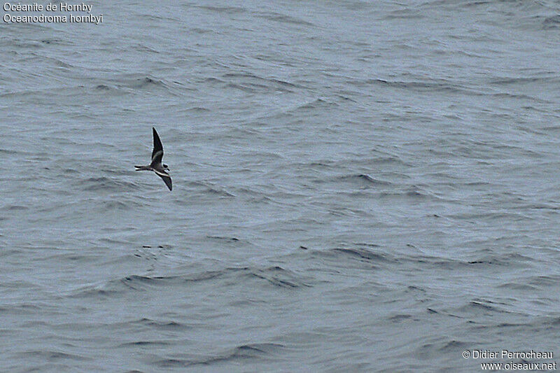 Ringed Storm Petrel