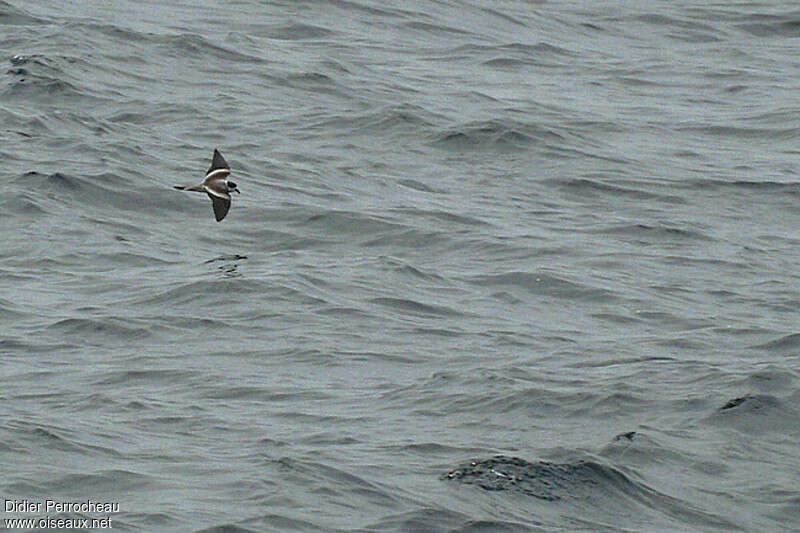 Ringed Storm Petrel