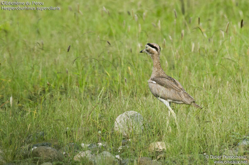 Peruvian Thick-knee