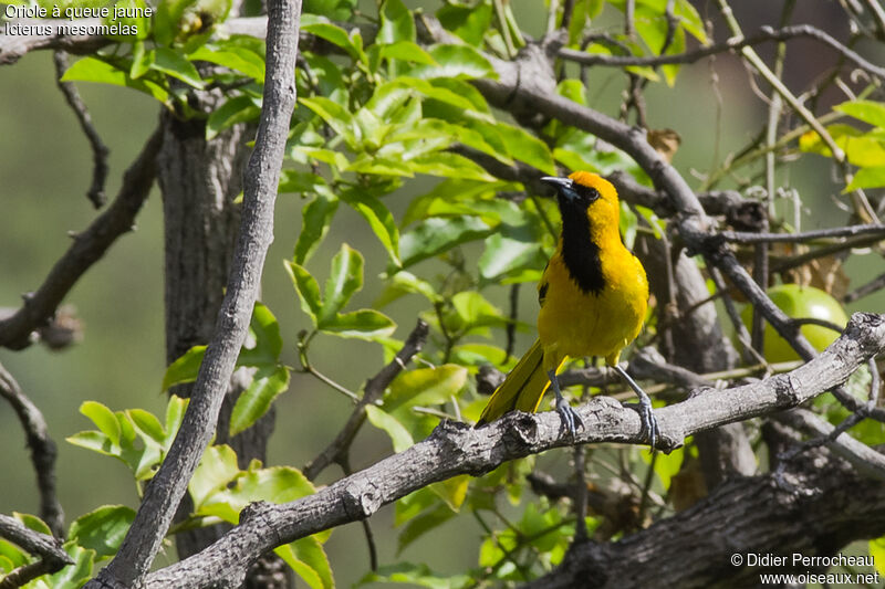 Oriole à queue jaune