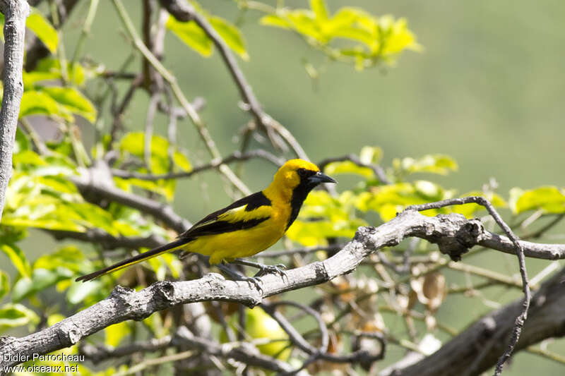 Oriole à queue jauneadulte, identification