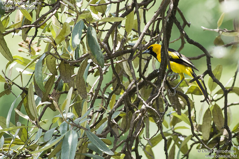 Oriole à queue jaune