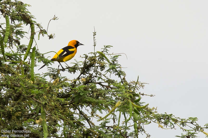 White-edged Orioleadult, identification