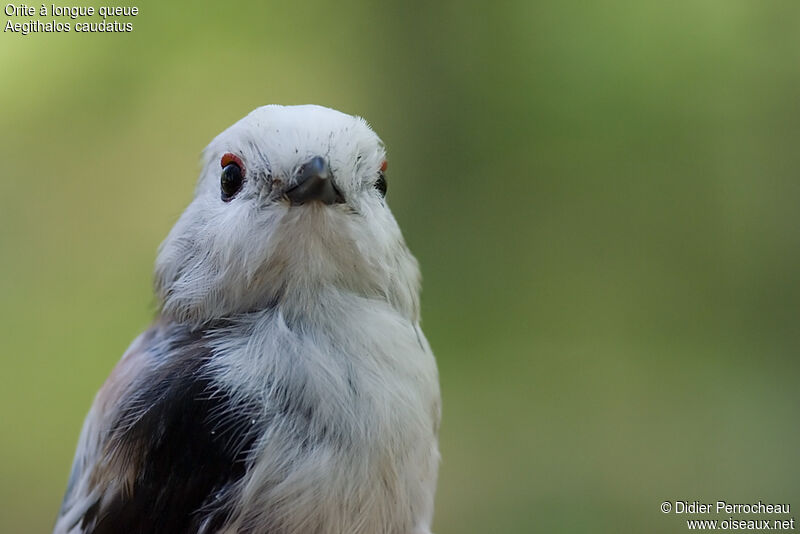 Long-tailed Tit