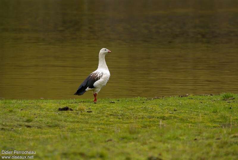 Andean Gooseadult, identification