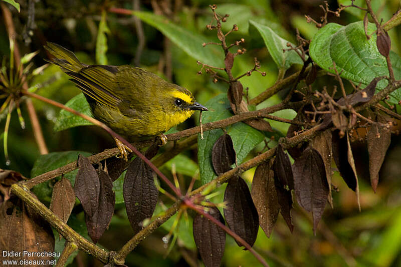 Citrine Warbleradult, habitat, feeding habits