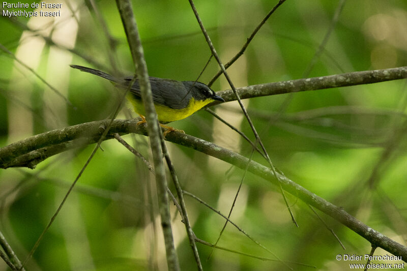 Grey-and-gold Warbler