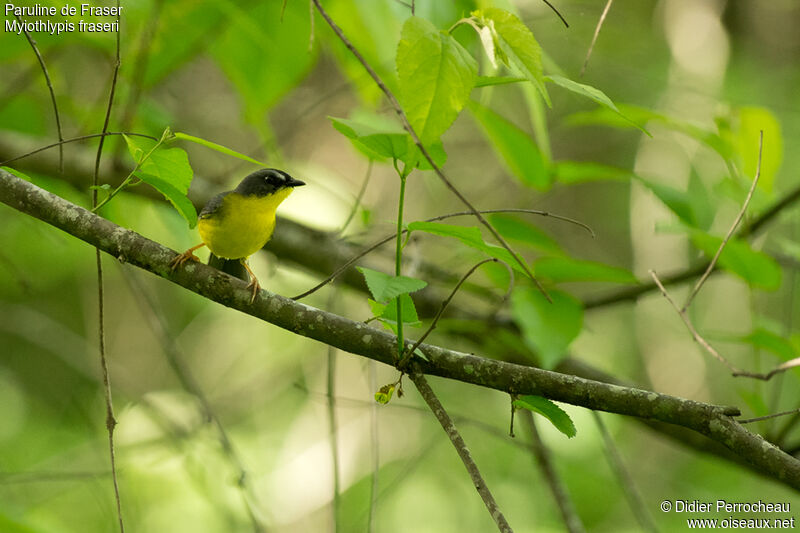 Grey-and-gold Warbler