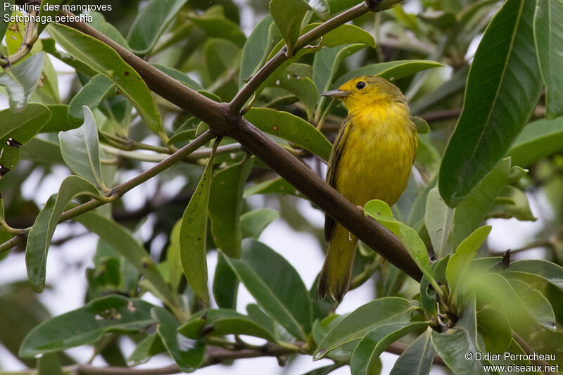 Mangrove Warbler