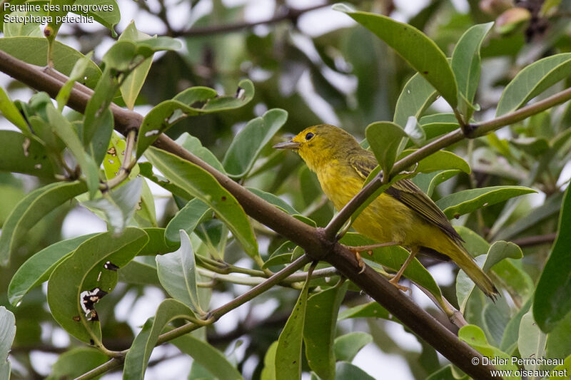 Mangrove Warbler