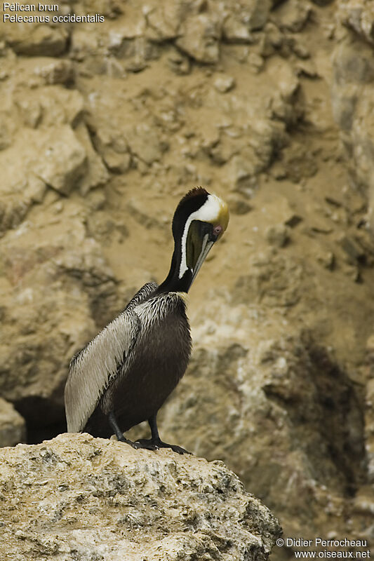 Pélican brun, identification