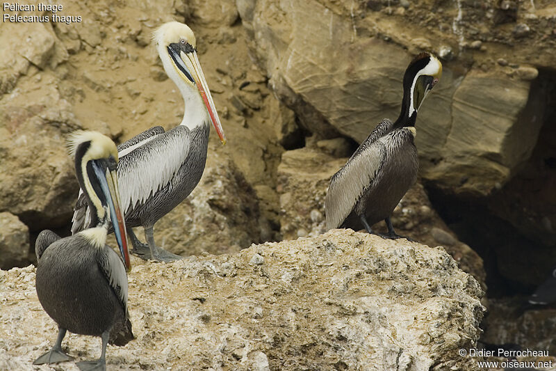 Pélican thage, identification