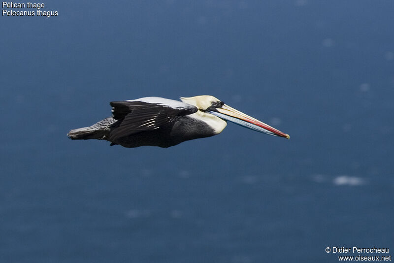 Peruvian Pelican, Flight